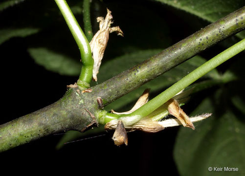 Imagem de Staphylea trifolia L.