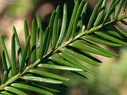 Image of Canada yew