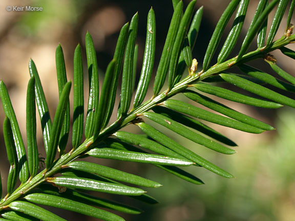 Image of Canada yew