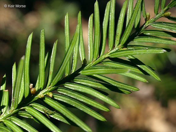 Image of Canada yew