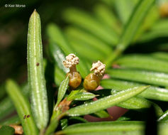 Image of Canada yew