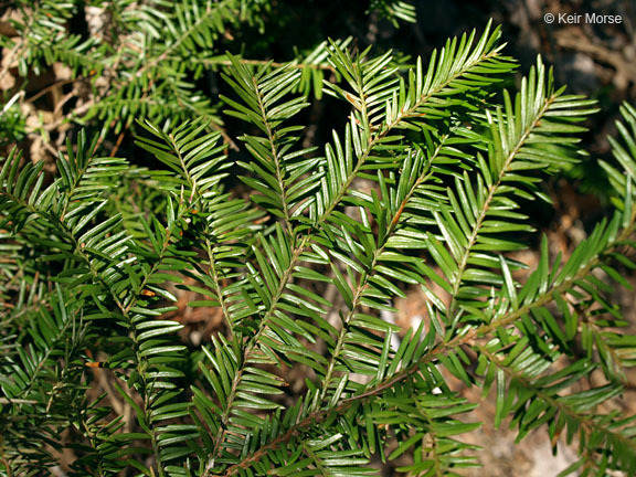 Image of Canada yew
