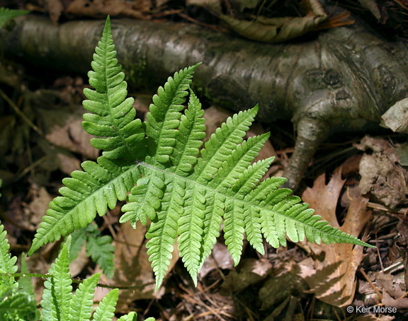 Image of Beech Fern