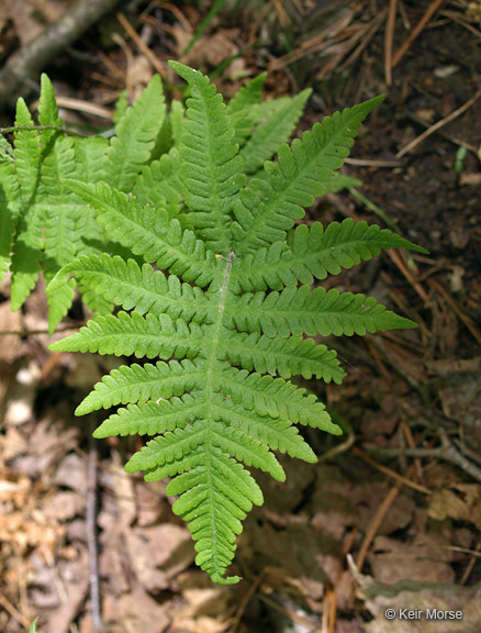 Image of Beech Fern