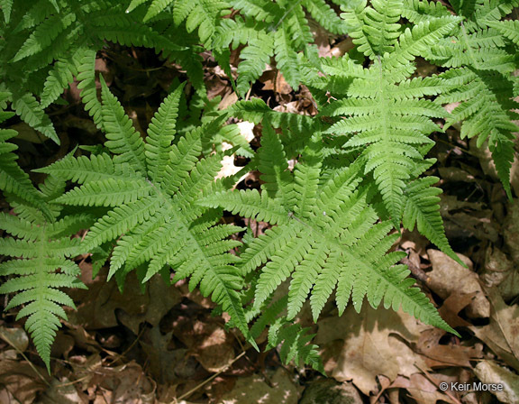 Image of Beech Fern