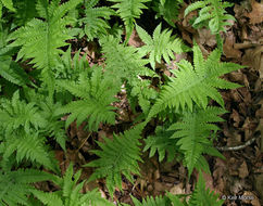 Image of Beech Fern