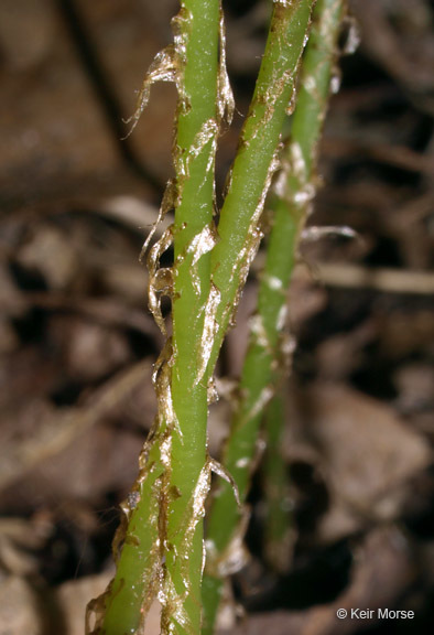 Image of Beech Fern