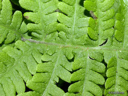 Image of Beech Fern