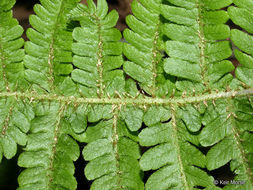 Image of Beech Fern