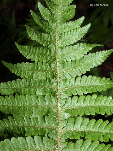 Image of Beech Fern