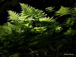 Image of Beech Fern