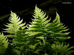 Image of Beech Fern