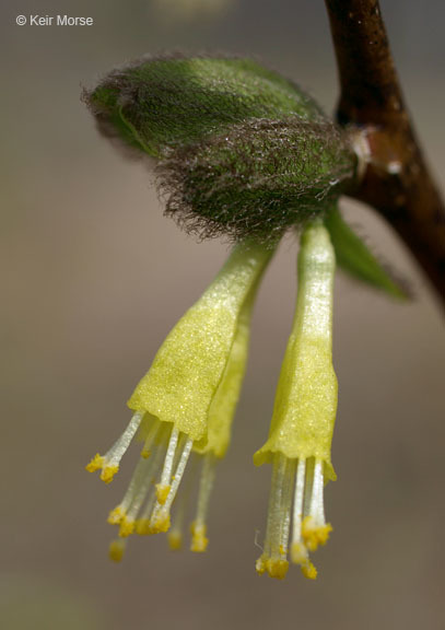 Sivun Dirca palustris L. kuva