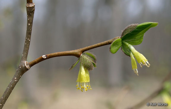 Sivun Dirca palustris L. kuva