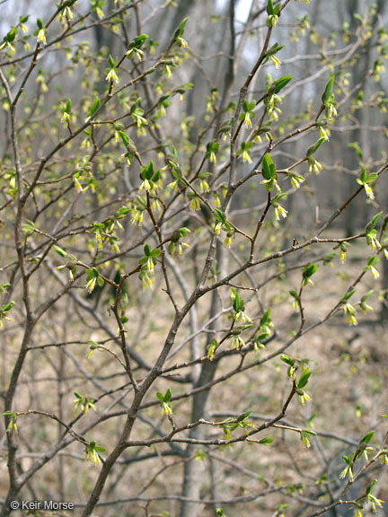 Sivun Dirca palustris L. kuva