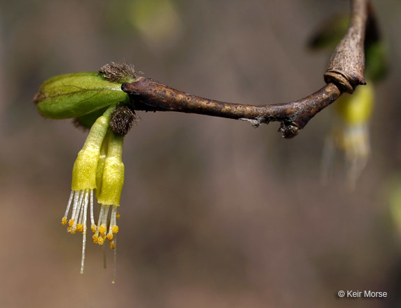 Sivun Dirca palustris L. kuva