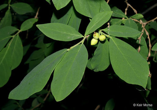 Sivun Dirca palustris L. kuva