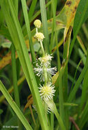 Image of European bur-reed