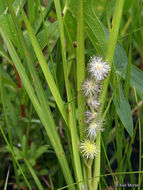 Image of European bur-reed