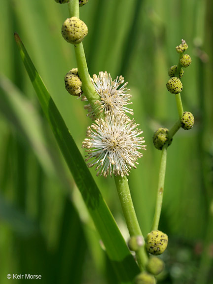 Image of big bur-reed