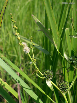 Image of big bur-reed