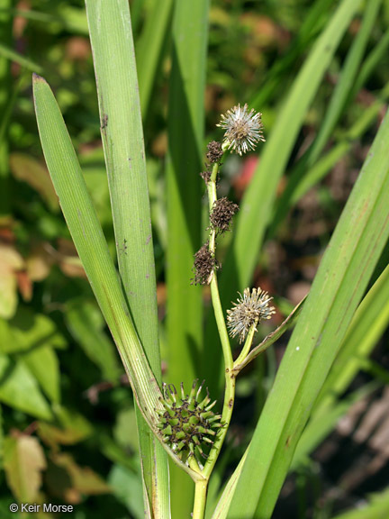 Image of big bur-reed