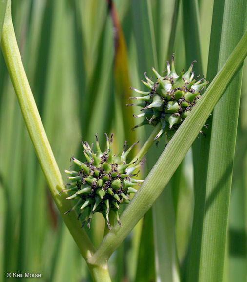 Image of big bur-reed