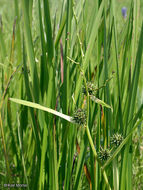 Image of big bur-reed