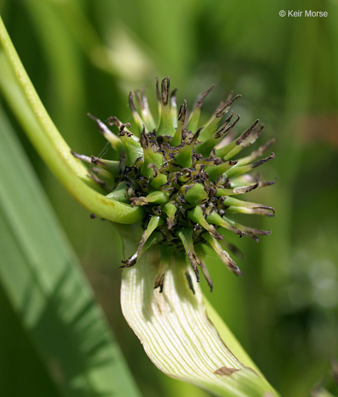 Image of big bur-reed