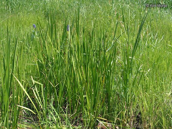 Image of big bur-reed