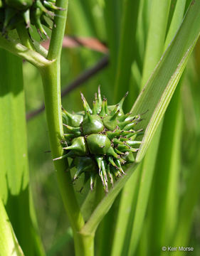 Image of big bur-reed