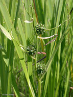 Image of big bur-reed