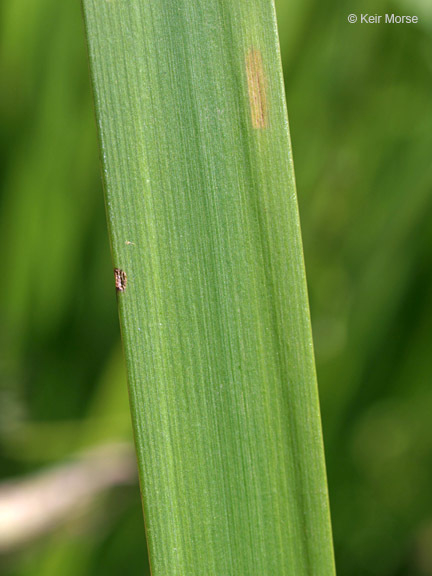 Image of big bur-reed