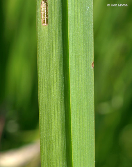 Image of big bur-reed