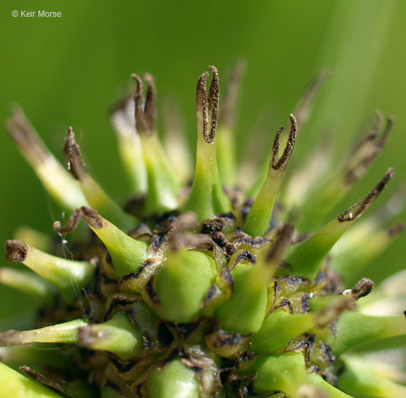 Image of big bur-reed