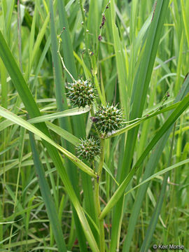 Image of big bur-reed