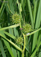 Image of big bur-reed