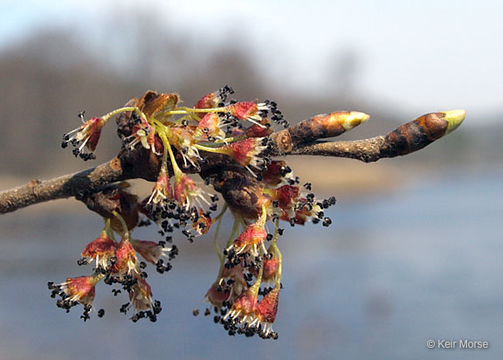 Image of American elm