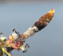 Plancia ëd Ulmus americana L.