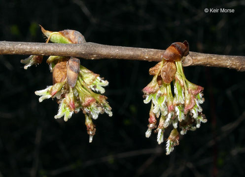 Image of American elm