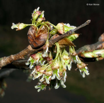 Image of American elm