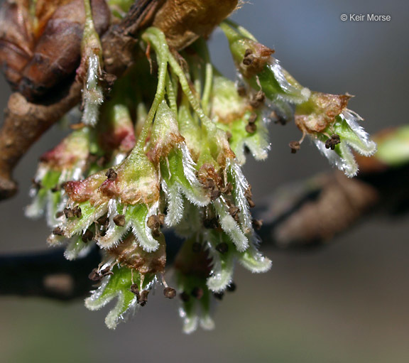 Image of American elm