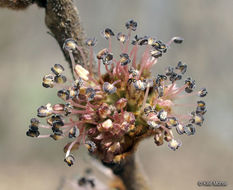 Image of Slippery Elm