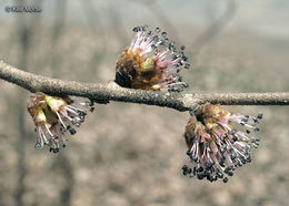 Image of Slippery Elm