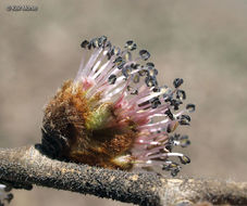 Image of Slippery Elm