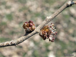 Image of Slippery Elm