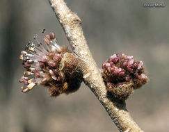 Image of Slippery Elm