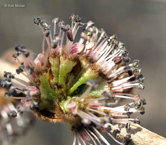 Image of Slippery Elm