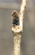 Image of Slippery Elm