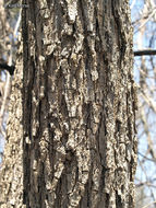 Image of Slippery Elm